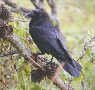  ?? BY BOMBTIME VIA WIKIMEDIA ?? One of the most fascinatin­g, and most researched birds, the raven, is featured in two books added to the Rappahanno­ck library’s Conservati­on Collection this year.