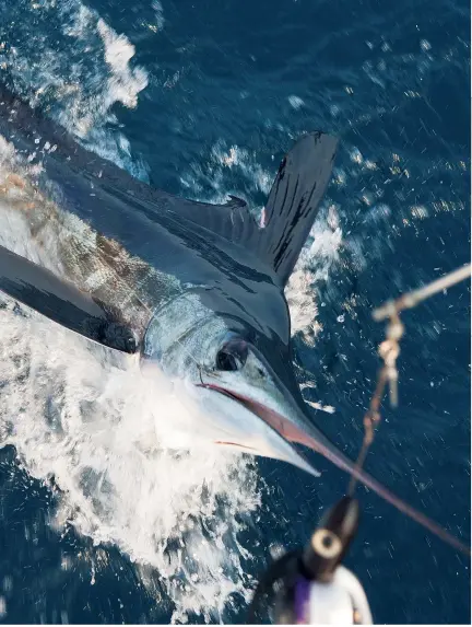  ??  ?? White marlin, known by scientists as Kajikia albidus, have a range that spans much of the northern Atlantic Ocean from Venezuela to coastal areas farther north than Nantucket, Massachuse­tts.