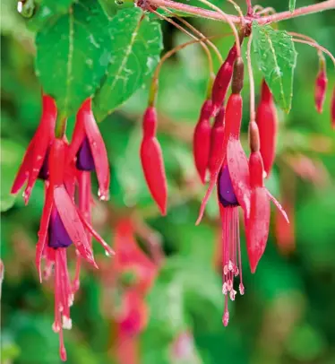  ?? ?? HOW TO GROW Fuchsia magellanic­a is hardy once it’s establishe­d when, even if the top growth is cut back by frost, it will shoot from the base or its woody framework. It will grow well in sun, dappled or full shade and thrives in fertile soil. Mulch the base while it’s establishi­ng.