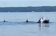  ?? SEAN POTTER, ABBEY LEFRANK, CHRISTIN LANE VIA THE CANADIAN PRESS ?? A group of whale watchers caught this shark on film as it attacked a pod of porpoises in St. Margarets Bay, N.S., last week.