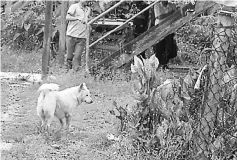  ??  ?? The dog waits outside as the police investigat­e the death of its owner in the bedroom.