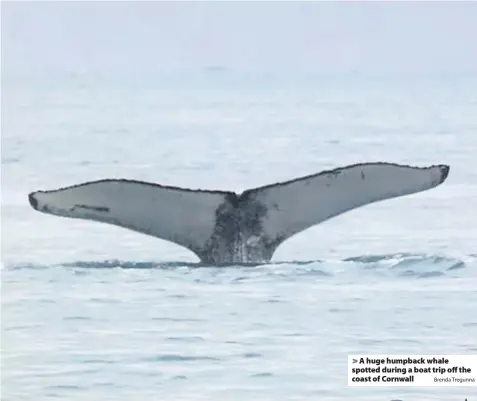  ?? Brenda Tregunna ?? > A huge humpback whale spotted during a boat trip off the coast of Cornwall