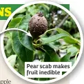  ?? ?? Pear scab makes fruit inedible