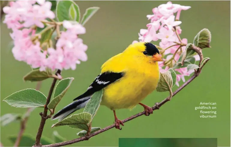  ??  ?? American goldfinch on flowering viburnum