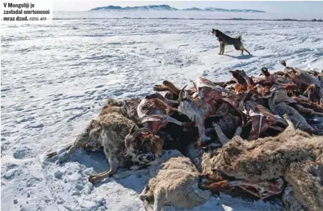  ?? FOTO: AFP ?? V Mongoliji je zavladal smrtonosni mraz dzud.