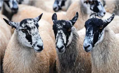  ?? ?? ■
There are major concerns for the future of the Welsh lamb industry in the wake of the New Zealand trade deal