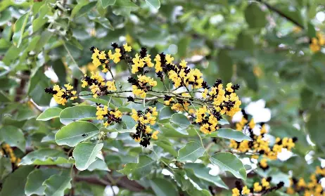 This book is your perfect guide to the fascinatin­g tree diversity of ...