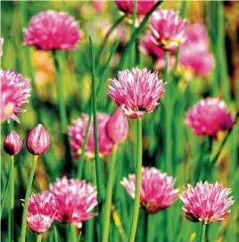  ?? ?? ABOVE Chive flower buds also have delicious culinary uses RIGHT Rekha leaves a few chive flowerhead­s for pollinator­s to enjoy