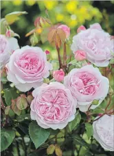  ??  ?? Olivia Rose Austin combines old-fashioned charm with disease resistance, fruity fragrance, and an exceptiona­lly long flowering season.