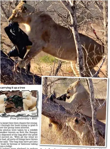  ??  ?? Feeding on poison: One of the lions clamps the plastic bag in its jaws before carrying it up a tree Tussle: Two lions (one of them hidden by the tree) tug at the bag as another, in the foreground, looks on