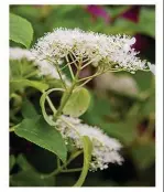  ??  ?? Hydrangea anomala ‘Brookside Littleleaf‘ prefers moist soil