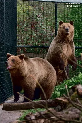  ??  ?? ...to brown bears Henk and Eso