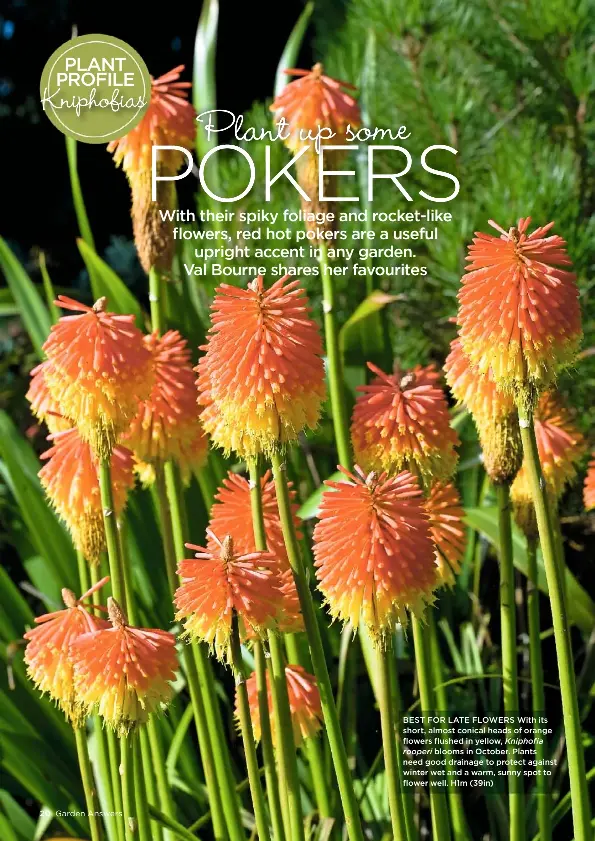 Red Hot Pokers Pressreader
