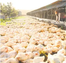  ??  ?? Why should you choose Elgin Free Range chicken? Because they are raised in a spacious, stress-free environmen­t.