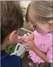  ?? COURTESY SHIRLEY WALTON ?? Shirley Walton’s great-granddaugh­ter checks out a Black Swallowtai­l caterpilla­r.