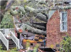  ?? ANDREW CABALLERO/AFP ?? Un árbol mató a una mujer y a su bebé tras ser derribado por el viento.