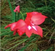  ??  ?? The Gladiolus sempervire­ns was found close to where an ecological burn had taken place in the mountains.