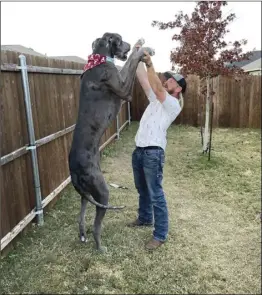  ?? ?? Zeus, standing over 7 feet tall on his hind legs, with Garrett Davis.