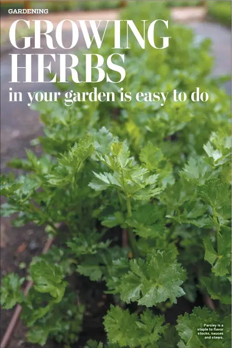  ?? NEEDPIX.COM ?? Parsley is a staple to flavor stocks, sauces and stews.