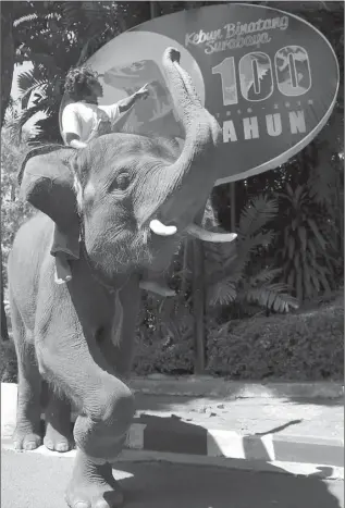  ?? DITE SURENDRA/JAWA POS ?? SEABAD : Pengawas satwa Nurdin dan gajah Gonzales melintas di depan papan ucapan selamat ulang tahun ke-100 KBS. ’’SEKARANG