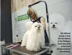  ??  ?? SEE different breeds of dogs like this Maltese at the Philippine Circuit dog show at the Smart Araneta Coliseum this weekend.