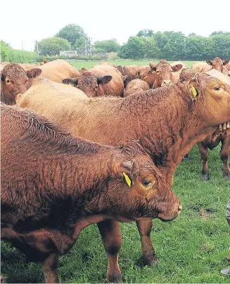  ??  ?? US ORIGINS: Robin Norrie with some of the Stabiliser cows with calves at foot – the