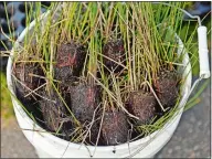  ??  ?? A bucket of three-square bulrush, Scirpus americanus, a marsh grass, awaits planting Friday by workers with Thayer’s Marine and Docko Inc. along the eastern bank of the Yantic River across from Thayer’s Marine in Norwich.