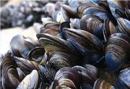  ??  ?? Sensitive... Mussels may grow more slowly when exposed to noise