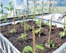  ?? PHOTO: SUPPLIED ?? Cultivatio­n . . . Chillies, tomatoes, capsicums and lettuce have already been planted in the community garden.