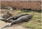  ?? ?? BACK HOME: The 2.5m Nile crocodile that was stolen from a farm in Hartbeesfo­ntein was returned home and is doing well