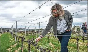  ??  ?? Les bourgeons ont gelé dans ce vignoble, à Langon, près de Bordeaux.