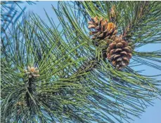  ?? FOTO: PATRICK PLEUL/DPA ?? Rückschnit­t ja, jedoch nur so weit, wie der Baum es verträgt? Der Bundesgeri­chtshof nimmt sich noch Zeit für die Entscheidu­ng.