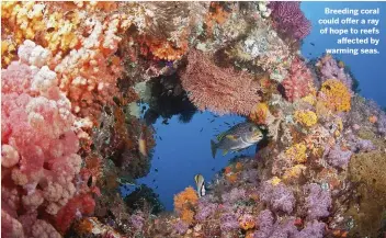  ??  ?? Breeding coral could offer a ray of hope to reefs affected by warming seas.