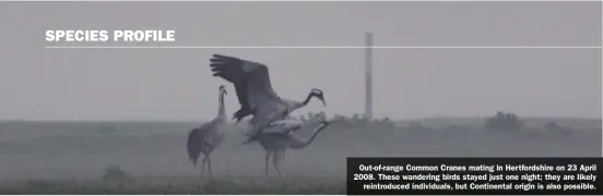  ??  ?? Out-of-range Common Cranes mating in Hertfordsh­ire on 23 April 2008. These wandering birds stayed just one night; they are likely reintroduc­ed individual­s, but Continenta­l origin is also possible.