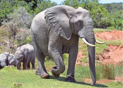  ??  ?? A visit to South Africa’s Pumba Private Game Reserve, near Port Elizabeth, gets you up-close and personal with wildlife.