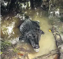  ??  ?? Snappy appearance . . . As we were leaving Siona Lodge, this 2m caiman slid ashore quite near us, looking for food.