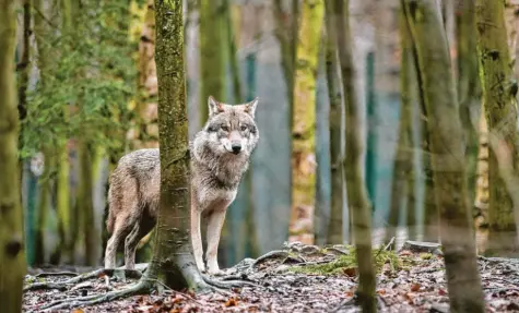  ?? Foto: Klaus-Dietmar, dpa ?? Mehr als 100 Jahre wurde kein Wolf in Bayern gesichtet – bis zum Mai 2006.