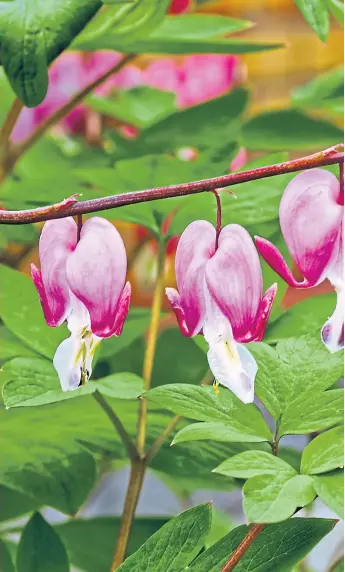  ??  ?? ● Dicentra, or bleeding-heart, is top of Agnes’s wanted list, and blackbirds, right
