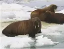  ??  ?? Walrus right at home in the icy waters