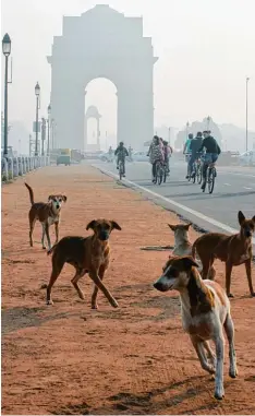  ?? Foto: Doreen Fiedler, dpa ?? Nicht etwa Füchse, sondern Hunde – hier in Neu Delhi – sind weltweiter Hauptüber träger der Tollwut.