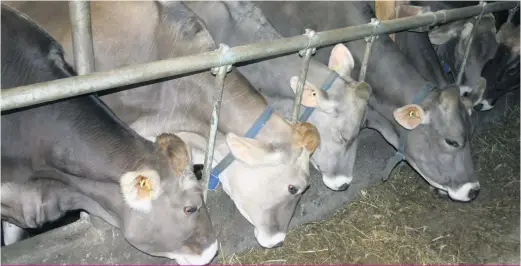  ??  ?? En s’intéressan­t aux hormones et aux facteurs de croissance de la vache laitière, une équipe de l’Université de Montréal étudie la fertilité de l’animal.