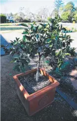  ??  ?? This potted dwarf citrus is in a 400 x 400mm pot - an ideal size for these trees.