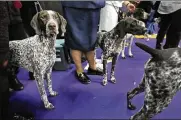  ?? SETH WENIG / AP ?? German shorthaire­d pointers are now the No. 9 most popular dog breed in the United States. That is the highest ranking for the breed since getting American Kennel Club recognitio­n in 1930.