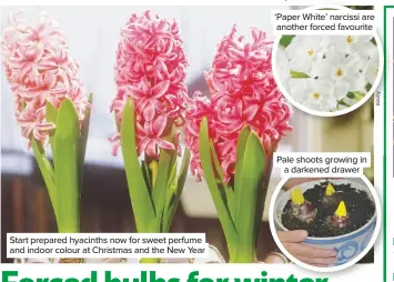  ??  ?? Start prepared hyacinths now for sweet perfume and indoor colour at Christmas and the New Year ‘Paper White’ narcissi are another forced favourite
Pale shoots growing in a darkened drawer