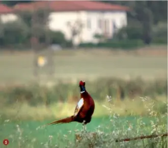  ?? ?? 1
1.
Tutte le misure favorevoli alla piccola selvaggina hanno ricadute positive sull’ambiente agricolo e sulla biodiversi­tà
2.
La possibilit­à di seminare piccoli appezzamen­ti con colture e miscugli per l’avifauna potrebbe essere uno dei punti più interessan­ti della nuova politica agricola comune