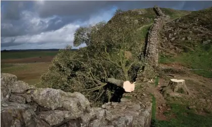  ?? ?? The felled Sycamore Gap tree in Northumber­land. Photograph: Mark Pinder