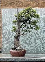  ?? ?? A limber pine.