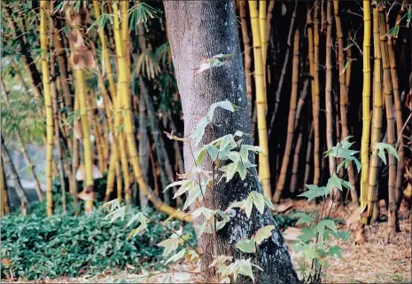  ?? PHOTO: KAREN SANDISON ?? Bamboo offers vast untapped potential alternativ­e to convention­al timber due to its rapid growth and ability to grow in most climates and soils. Labour-intensive farming of the crop could also create thousands of jobs while at the same time reducing...