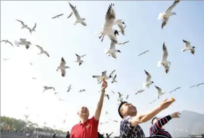  ?? LIU RANYANG / CHINA NEWS SERVICE ?? People feed black-headed gulls as the birds leave Kunming, Yunnan province, on March 16, after spending the winter there. The birds’ heads turn black as they become sexually mature. They will fly back to other areas to breed.