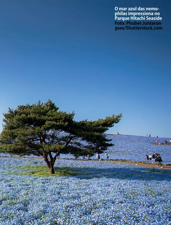  ?? Foto: Phubet Juntarungs­ee/Shuttersto­ck.com ?? O mar azul das nemophilas impression­a no Parque Hitachi Seaside